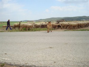 DSC00963